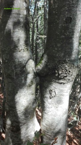 Appennino