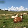Foce_adige