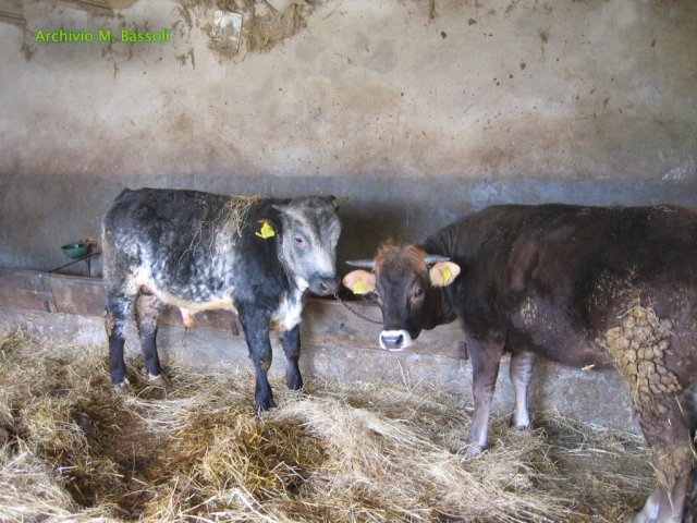 Cammino di San Francesco