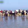 Cavalcata al mare