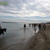 Cavalcata al mare