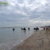 Cavalcata al mare