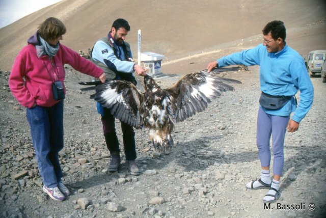 aquila_in_tibet