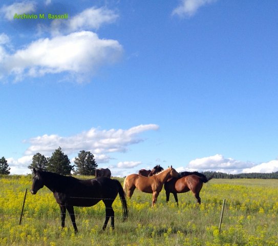 Wyoming