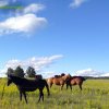 Wyoming